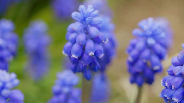 Viper onion mouse hyacinth muscari blue flowers pollinate bumblebee slow motion photography