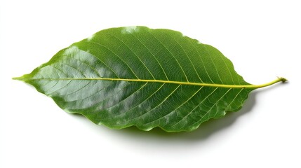 Obraz premium Single vibrant green leaf isolated on white background. Detailed venation visible.