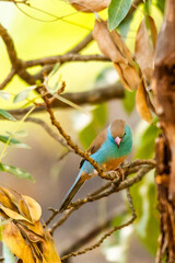 A female blue waxbill, perched on a branch in a tree in the Kruger National park, surrounded by both green and brown dried leaves.