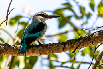 Vibrant blue woodland Kingfisher perched on a tree branch in the kruger National Park, South Africa.