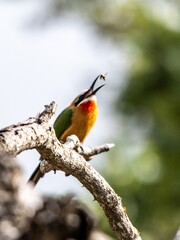 White fronted bee-eater throwing a bee it caught into the air before catching it again, perched on a bare branch in the Kruger National Park, South Africa.