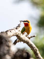 White fronted bee-eater with a bee it caught in its beak, perched on a bare branch in the Kruger National Park, South Africa.