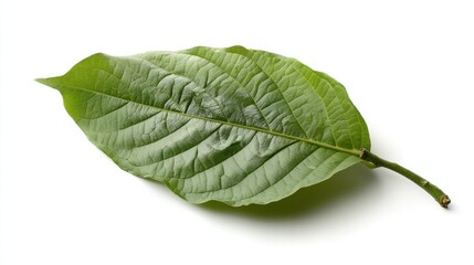 Obraz premium Single vibrant green leaf isolated on white background. Nature, botany, and plant life.