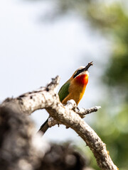 White fronted bee-eater with a bee it caught in its beak, perched on a bare branch in the Kruger National Park, South Africa.