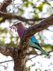 Colourful predator. A lilac breasted roller perched in a tree with a baby field mouse it caught.