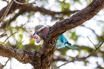 Colourful predator. A lilac breasted roller perched in a tree with a baby field mouse it caught.
