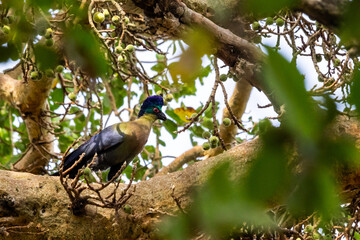 A beautiful Purple-crested Turaco,sitting on a thick branch of a sycamore fig in the riverine forest of the Sabie River in the Kruger National Park, South Africa.