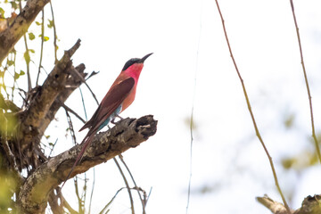 The vivid red Southern Carmine Bee-eater, looking up into the sky, perched on a broken of tree branch.
