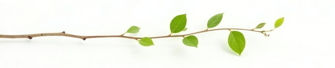 Fototapeta premium Small branch with tiny leaves isolated on white background, leaf, tiny, plant