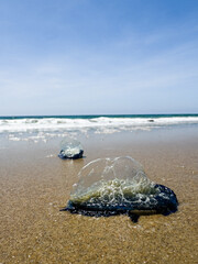 Two By-the-Wind Sailors washed up to sandy beach with ocean waves in the background