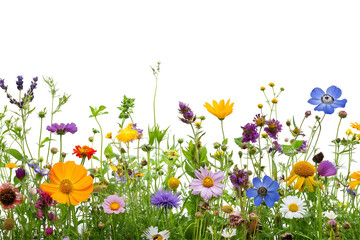 A scattering of colorful summer flower framing isolated on white background