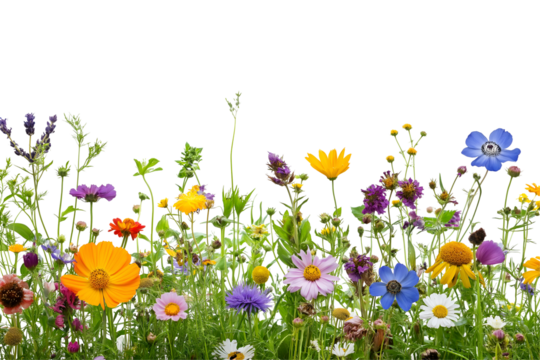 A scattering of colorful summer flower framing isolated on white background