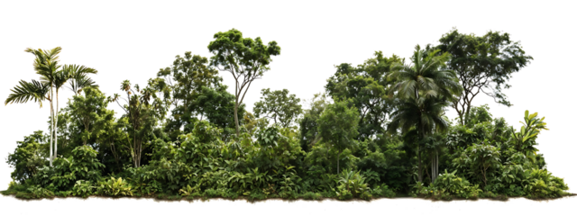 Horizontal arrangement of trees forming a natural border or tree line with visible trunks and varied canopy heights against transparent background, resembling a forest edge view