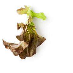 Fototapeta premium Lettuce purple salad leaf photography isolated on white background. Clipping path. Original shadow.