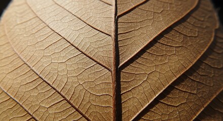 Obraz premium Detailed Brown Leaf Texture: Autumnal Veins and Cellular Patterns