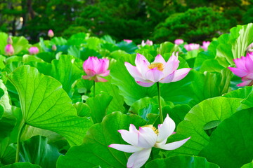 白山神社のハス（新潟県）