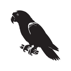 Eclectus Parrot Silhouette - Minimalist Parrot Vector - Black and White Parrot Illustration.