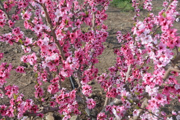 Obraz premium nectarines bloom israel