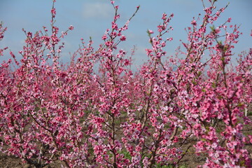nectarines bloom israel