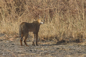 Jungle Cat or Swamp Cat (Felis chaus) standing in the dried grassland of the Blackbuck National Park at Velavadar, Gujarat, India.