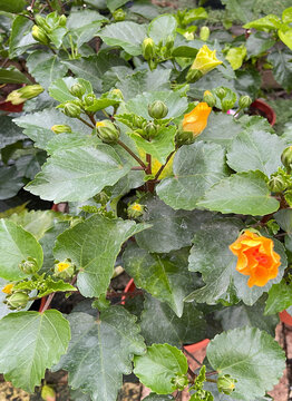 Sida fallax, known as yellow ilima or golden mallow flower display in a nursery garden.