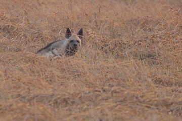 Striped Hyena (Hyaena hyaena) crouched in the dead grass, Blackbuck National Park at Velavadar, Gujarat, India.