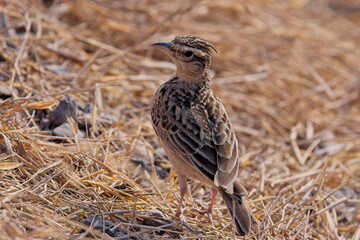 Sykes's Lark (Galerida deva) a close portrait at the Blackbuck National Park at Velavadar, Gujarat, India.