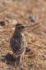 Sykes's Lark (Galerida deva) at the Blackbuck National Park at Velavadar, Gujarat, India.