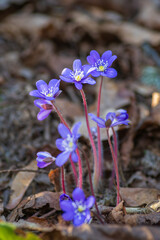 Bunch of blue flowers of anemone hepatica (hepatica nobilis) among dry leaves in the forest

