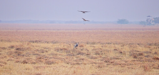 Scenic panorama with Striped Hyena (Hyaena hyaena) and harriers, Blackbuck National Park at Velavadar, Gujarat, India.