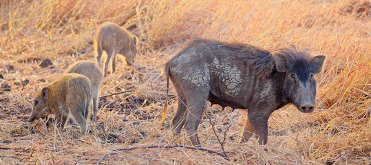 Wild Boar (Sus scrofa) a sow, female, mother with piglets at the Blackbuck National Park at Velavadar, Gujarat, India.