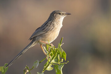 Zitting Cisticola or Streaked Fantail Warbler (Cisticola juncidis) perched on a bush, close, Blackbuck National Park at Velavadar, Gujarat, India.