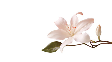 Close up of a pale pink lily with a bud on a stem  isolated on transparent background