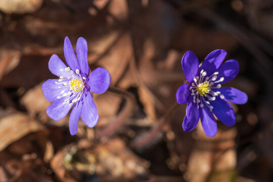 Closeup of two blue flowers of anemone hepatica (hepatica nobilis) among dry leaves in the forest
