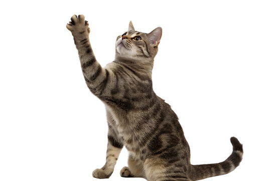 cat is playing hunting isolated on white background PNG .GENERATIVE AI
