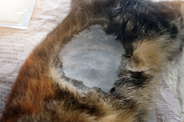 Shave the cat's sides to prepare for spaying the female cat.   