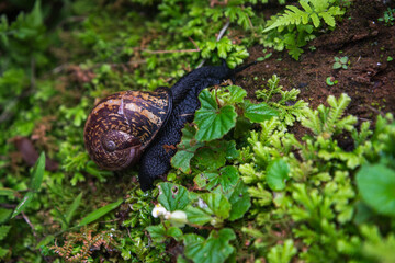 A snail with a colorful shell on grass.