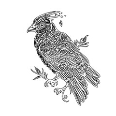 Cardinal Detailed Line Art Illustration Design