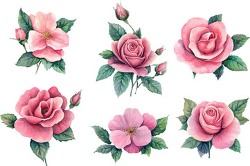 set of pink roses vector illustration