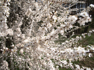 A breathtaking and stunning display of cherry blossoms in full bloom, symbolizing the unmatched beauty of springtime