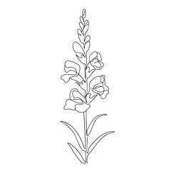 Fototapeta premium snapdragon