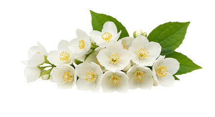 Obraz premium A cluster of white jasmine flowers with yellow centers and green leaves on a black background image view