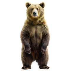 Fototapeta premium Bear standing isolated on white background 
