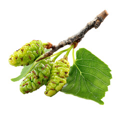 Young, green, unripe mulberries with twig, branch and leaves isolated on white background --v 7.0
