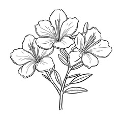 line art azalea 2