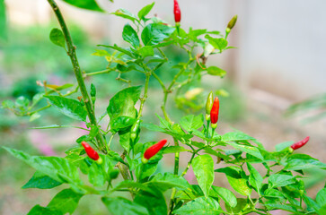 Ripe green chili pepper plant with blurred background grows in morning at home garden. Bird's Eye Chilli tree. Selective focus.