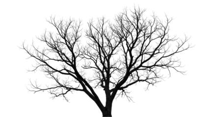A grayscale tree with bare branches and a dark background creating a stark and wintery aesthetic view