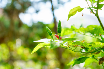 Ripe green chili pepper plant with blurred background grows in morning at home garden. Bird's Eye Chilli tree. Copy space.