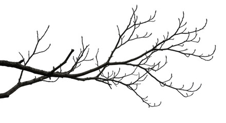 A stark branch with delicate twigs against a dark background creating a minimalist nature scene view