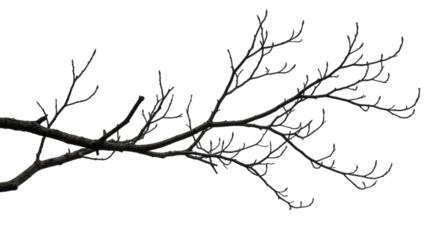 A stark branch with delicate twigs against a dark background creating a minimalist nature scene view